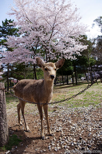Deer at Nara (Japan) standing near cherry blossom trees