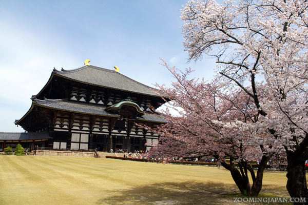 Cherry blossoms in front of Todaiji, Nara