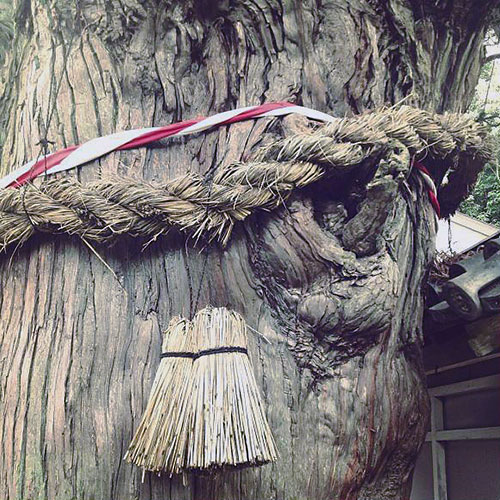 1200 year old cedar tree at Gokuraku-ji, Naruto City, Tokushima Prefecture