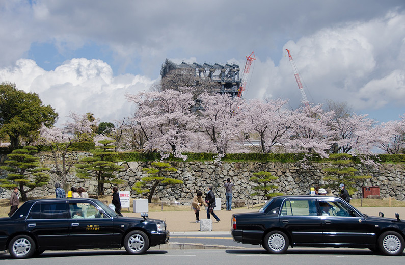 Sakura along Himeji Castle's south wall