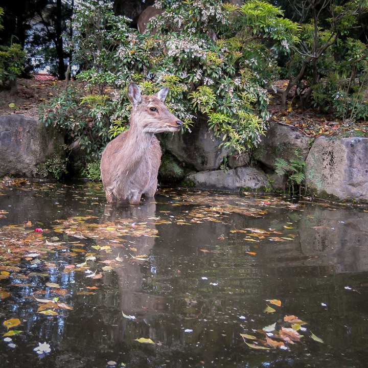 Deer in water, outside Todai-ji Temple in Nara, Japan