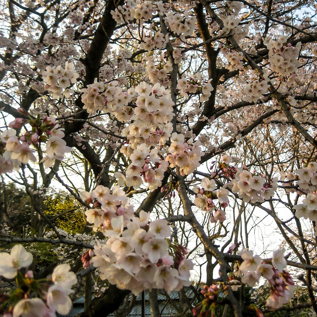 Japanese Cherry Blossom (Sakura): Photos and Info