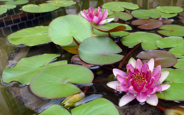 Pink Lotus in a Japanese Buddhist Water Garden