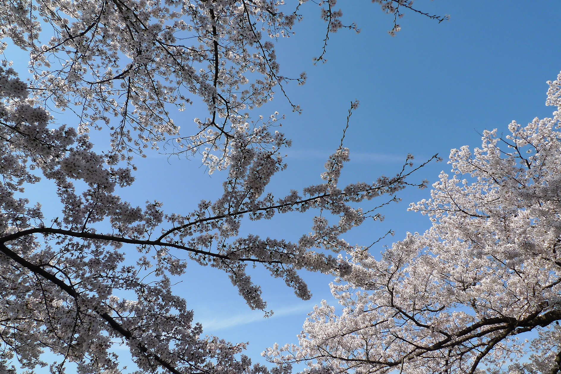 Okazaki Castle Park Sakura – 岡崎城公園の桜
