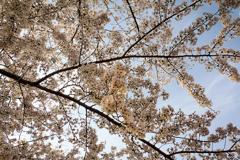 Sakura (Cherry Blossoms) at Okazaki Koen, Japan