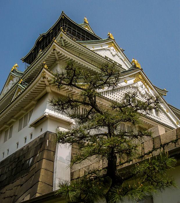 Japanese Black Pine at Osaka Castle