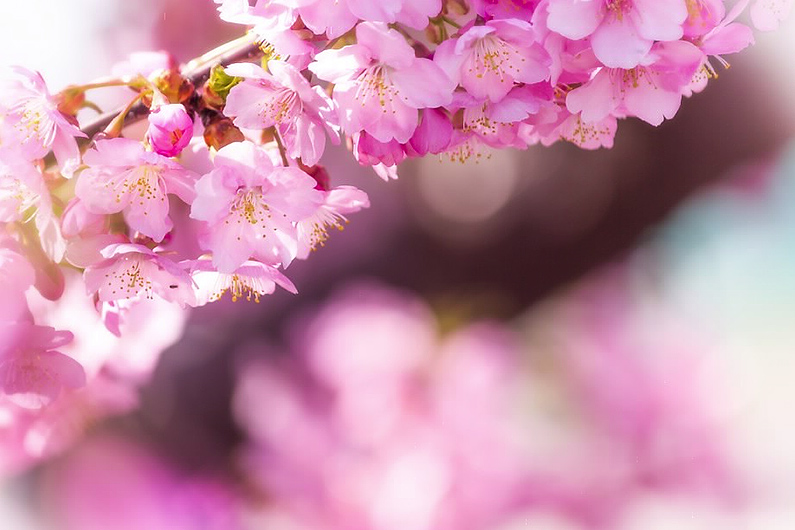 Early Blooming Sakura: The Kawazu Cherry Blossom