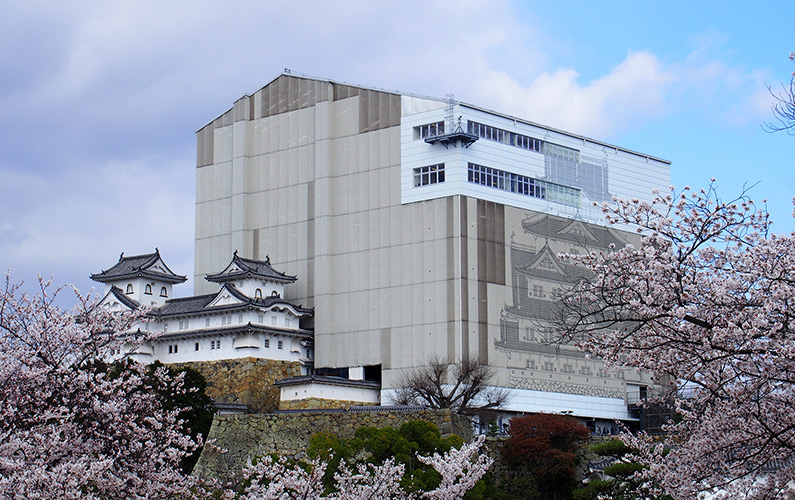 Sakura at Himeji Castle + Current Status of Restoration